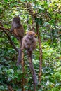 Funny bamboo lemurs on a tree branch watch the visitors