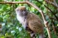 Funny bamboo lemurs on a tree branch watch the visitors