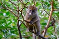 Funny bamboo lemurs on a tree branch watch the visitors Royalty Free Stock Photo
