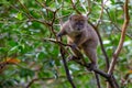 Funny bamboo lemurs on a tree branch watch the visitors Royalty Free Stock Photo