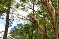 Funny bamboo lemurs on a tree branch watch the visitors