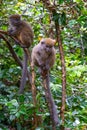 Funny bamboo lemurs on a tree branch watch the visitors