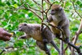 Funny bamboo lemurs on a tree branch watch the visitors