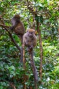 Funny bamboo lemurs on a tree branch watch the visitors Royalty Free Stock Photo