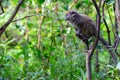 Funny bamboo lemurs on a tree branch watch the visitors