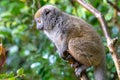 Funny bamboo lemurs on a tree branch watch the visitors