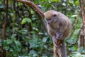 Funny bamboo lemurs on a tree branch watch the visitors Royalty Free Stock Photo