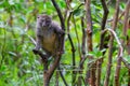 Funny bamboo lemurs on a tree branch watch the visitors Royalty Free Stock Photo