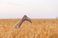 Funny Bare feet sticking out of wheat field. Feet on ripe wheat and sky background