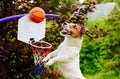 Funny basketball player catching ball above hoop Royalty Free Stock Photo