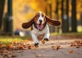 Funny Basset Houd Dog Running With Ears Flapping