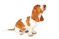Funny Basset Hound Dog Sticking Tongue Out Royalty Free Stock Photo