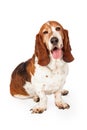 Funny Basset Hound Dog Winking Royalty Free Stock Photo