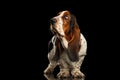 Funny Basset Hound on Isolated black background Royalty Free Stock Photo