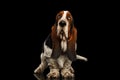 Funny Basset Hound on Isolated black background Royalty Free Stock Photo