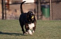 Funny basset hound running with a ball