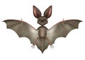 Funny Bat