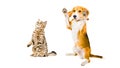 Funny Beagle dog and cat Scottish Straight Royalty Free Stock Photo