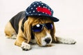 Funny beagle dog with glasses and a cap