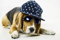 Funny beagle dog with glasses and a cap