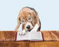 Funny beagle dog in glasses reads a book Royalty Free Stock Photo