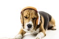 Funny beagle dog with headphones listening to music