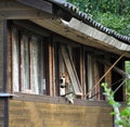 old dog is watching from the window of a wooden cottage