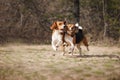 Funny beagle dog running