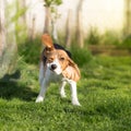 Funny Beagle dog shaking