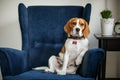 Funny beagle dog sitting in the chair like a boss Royalty Free Stock Photo