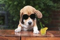 Funny beagle dog in sunglasses drinks a cocktail