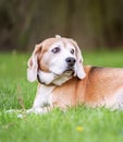 Funny beagle tricolor dog lying on the city park green grass with little Chamomile flower on head at sunny summer day. Careless