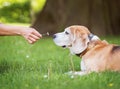 Funny beagle tricolor dog lying on the city park green grass and sniffing little Chamomile flower given his owner woman at sunny Royalty Free Stock Photo