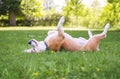 Funny beagle tricolor dog lying or sleeping Paws up on the spine on the city park green grass enjoying the life on the sunny