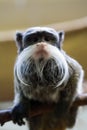 Funny bearded monkey