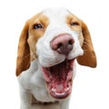 Funny beautiful beagle dog