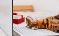 Funny beautiful bengal cat lying on white keyboard by festive gift box on bed looking at monitor,laptop in white home