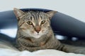 Funny beautiful funny cat lying on the bed Royalty Free Stock Photo