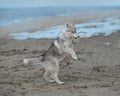 A pale breed puppy Siberian husky plays early in the morning in the fog with a stick