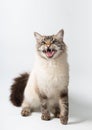 funny beautiful fluffy cat with an open mouth. Royalty Free Stock Photo
