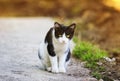 Funny beautiful frightened cute kitten sitting on the walkway on