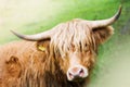 Funny and beautiful hairy highland cow, scottish symbol Royalty Free Stock Photo