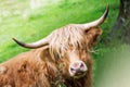 Funny and beautiful hairy highland cow, scottish symbol Royalty Free Stock Photo