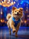 Funny beautiful Pomeranian dog in a blue suit dancing in the studio