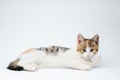 Funny beautiful small kitty cat lying relaxing on white background with copyspace above Royalty Free Stock Photo