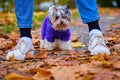 Funny beaver Yorkshire Terrier stands in the foliage in the Park at the feet of a girl. Animal in a sweater.