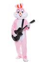 Funny beginning guitarplayer or guitarist in life size rabbit costume with guitar plays song on white background Royalty Free Stock Photo