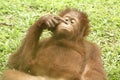 funny behavior of an orangutan in the grass