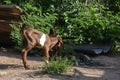 The funny behavior of a small goat