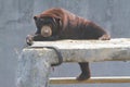 funny behavior of a sunbear in the park